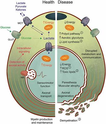 Metabolic Interaction Between Schwann Cells and Axons Under Physiological and Disease Conditions